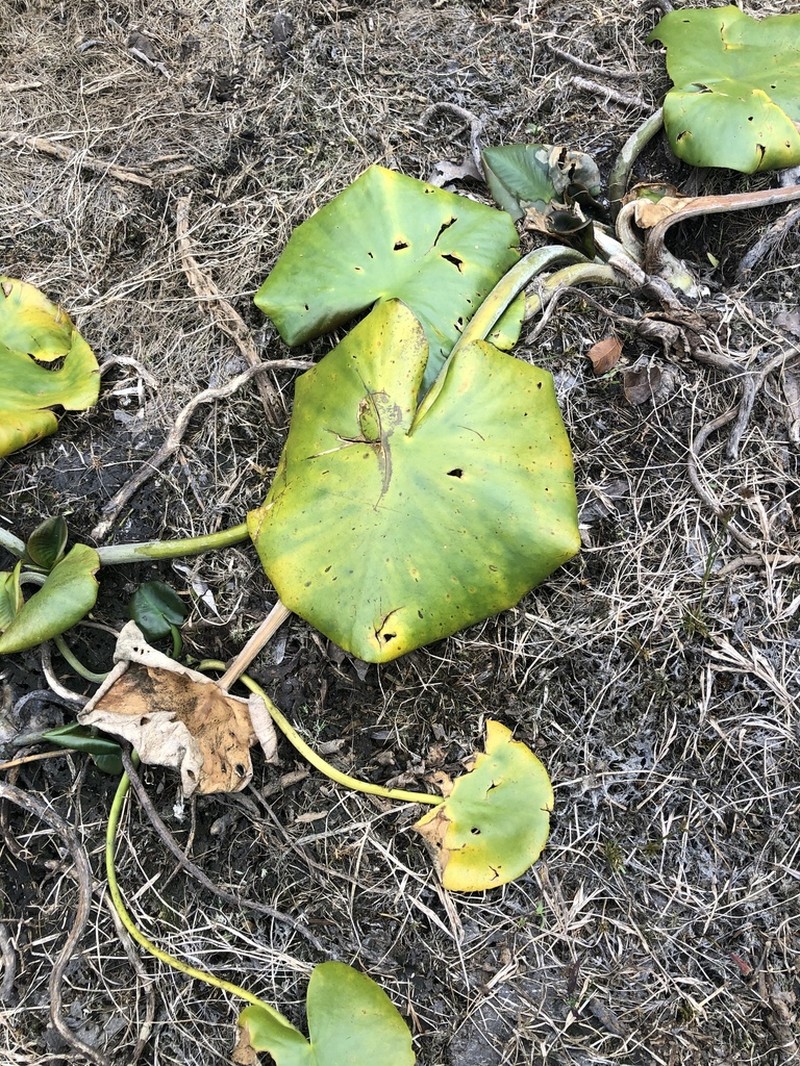 Nuphar orbiculata photo 3