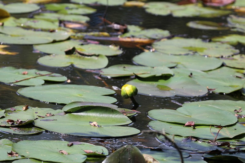 Nuphar orbiculata photo 4