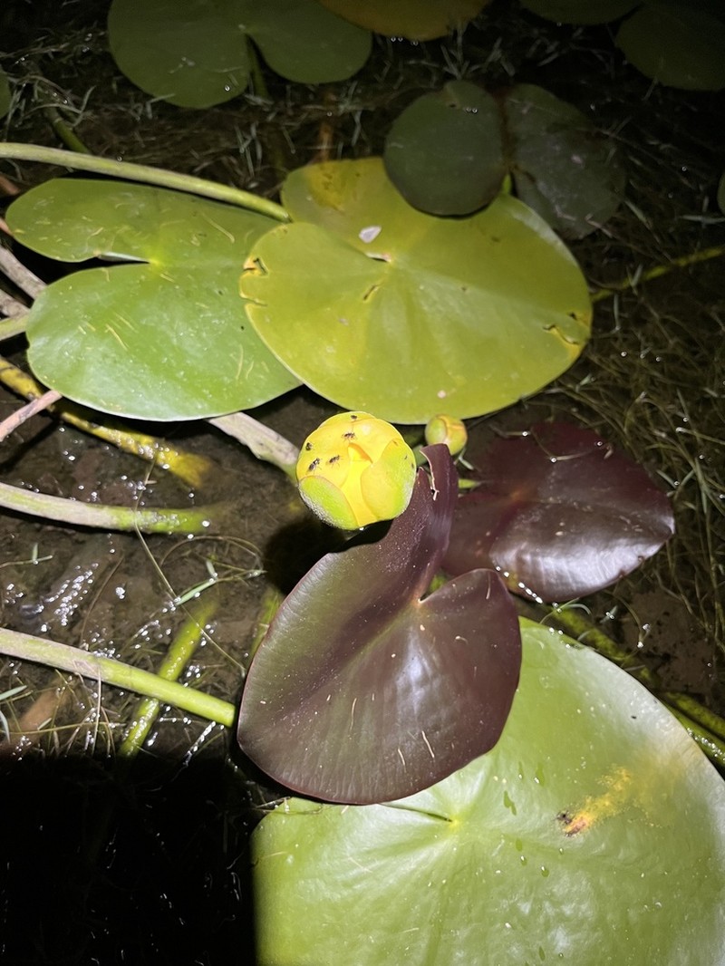 Nuphar orbiculata photo 5
