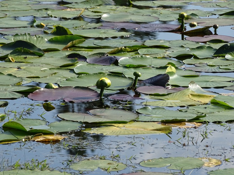 Nuphar orbiculata photo 6
