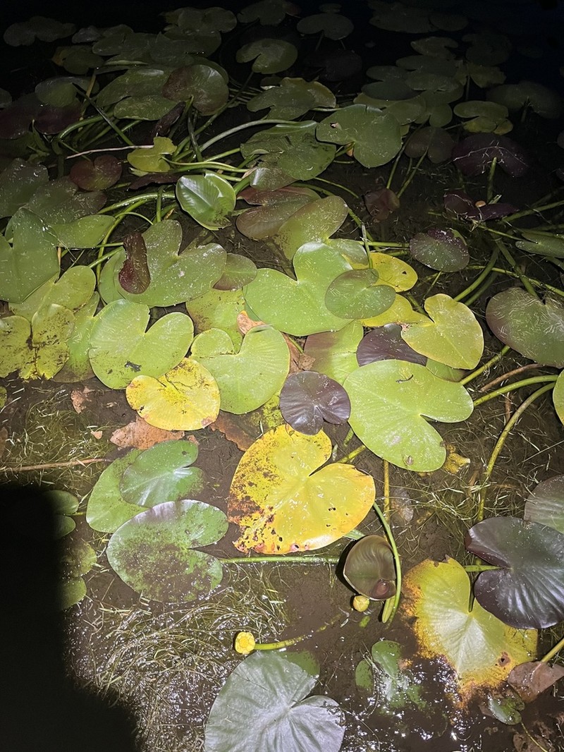 Nuphar orbiculata photo 7