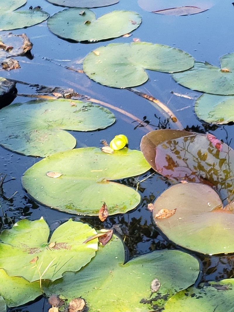 Nuphar orbiculata photo 8
