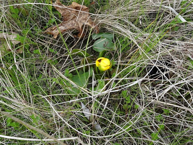 Nuphar ozarkana
