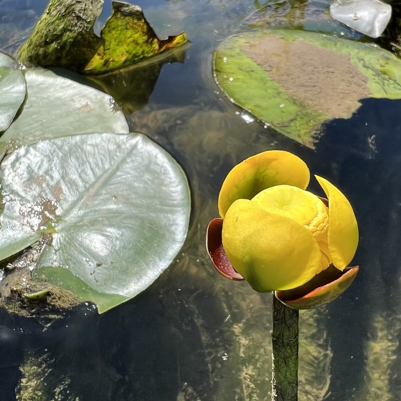 Nuphar ozarkana photo 3