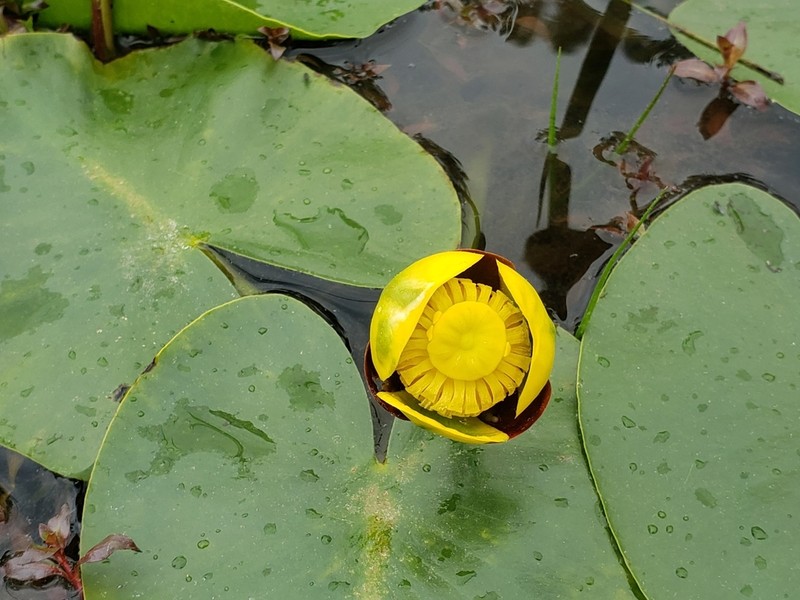 Nuphar ozarkana photo 4