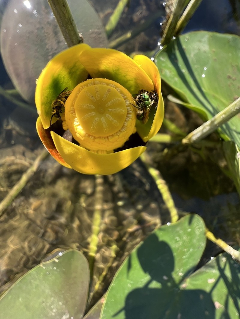 Nuphar ozarkana photo 5
