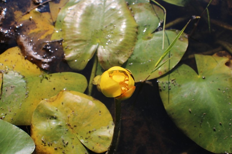 Nuphar ozarkana photo 6