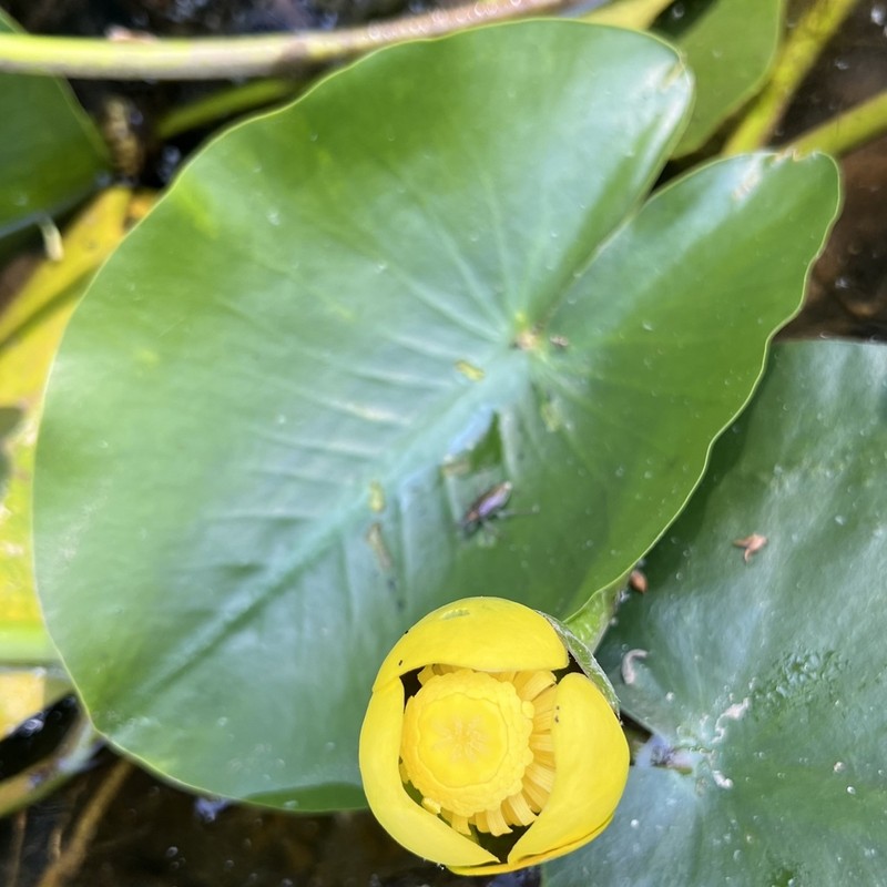 Nuphar ozarkana photo 7
