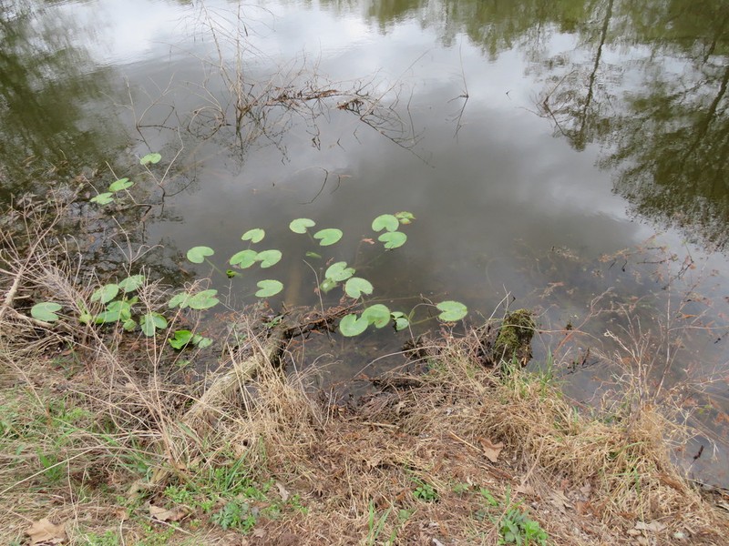 Nuphar ozarkana photo 8