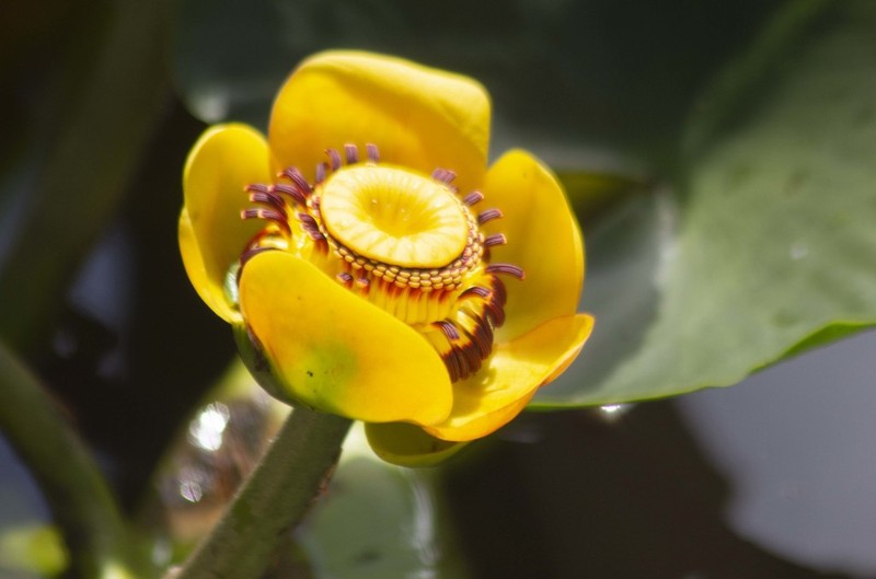 Nuphar polysepala