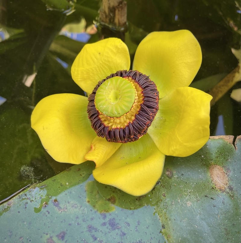 Nuphar polysepala photo 2