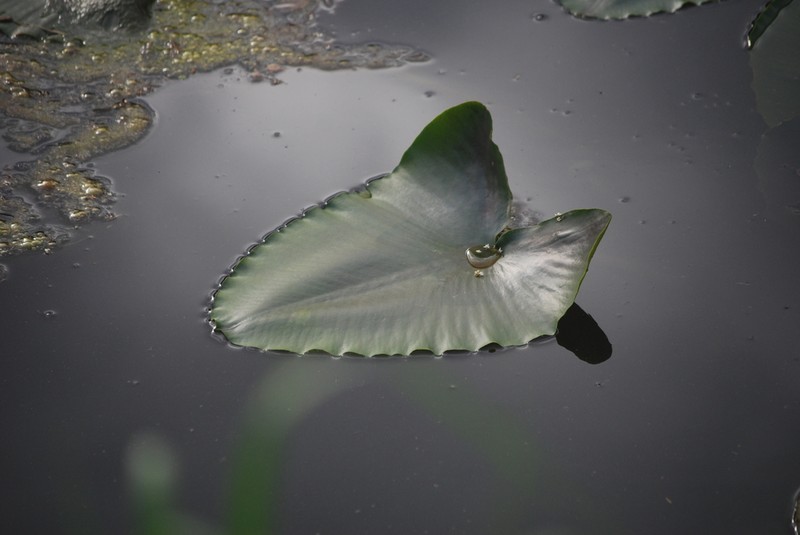 Nuphar polysepala photo 3