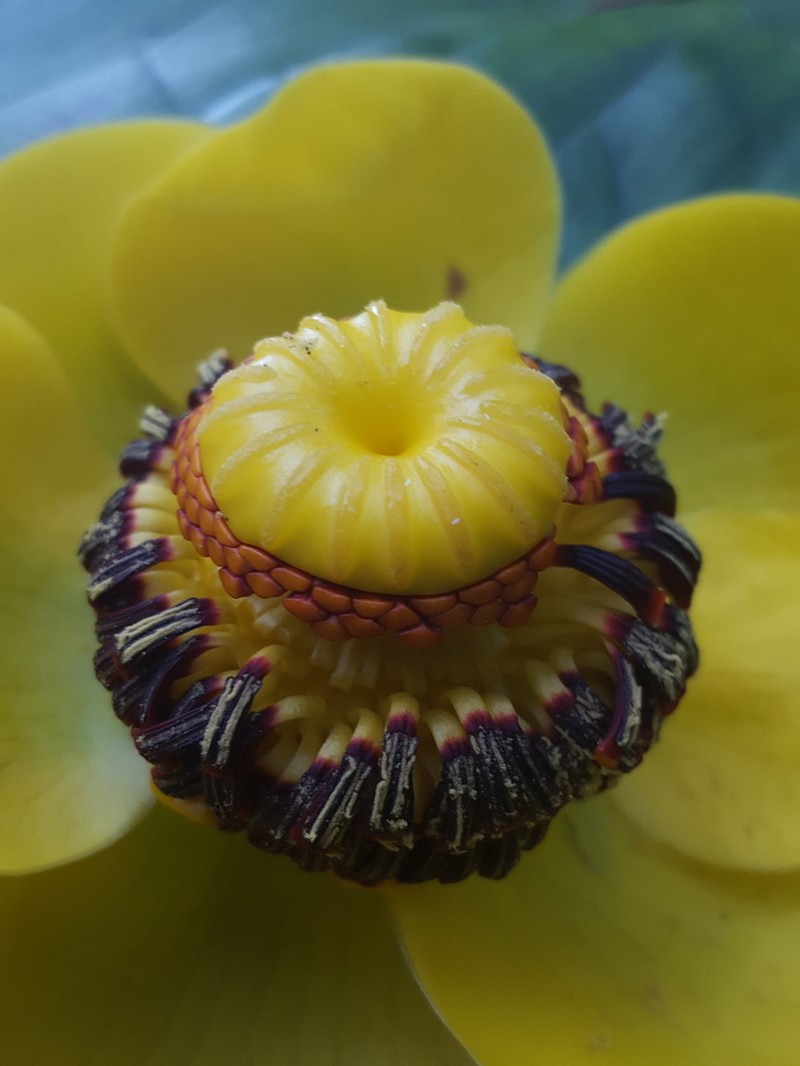 Nuphar polysepala photo 4