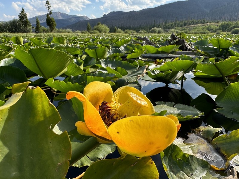 Nuphar polysepala photo 6