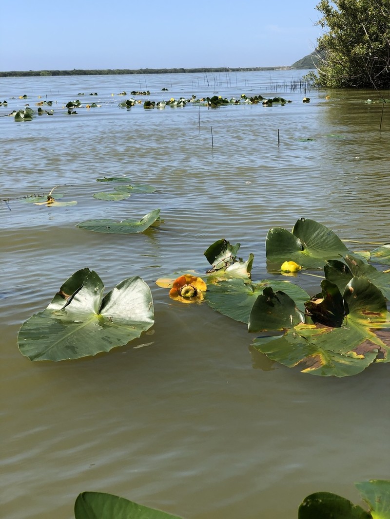 Nuphar polysepala photo 7