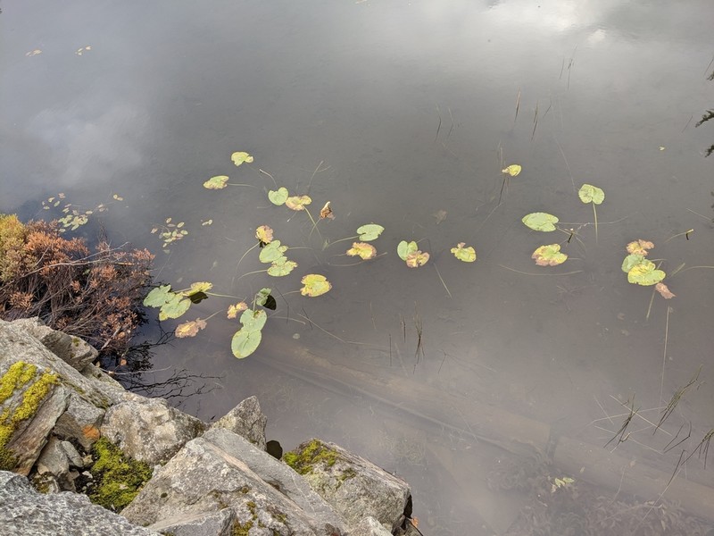 Nuphar polysepala photo 8