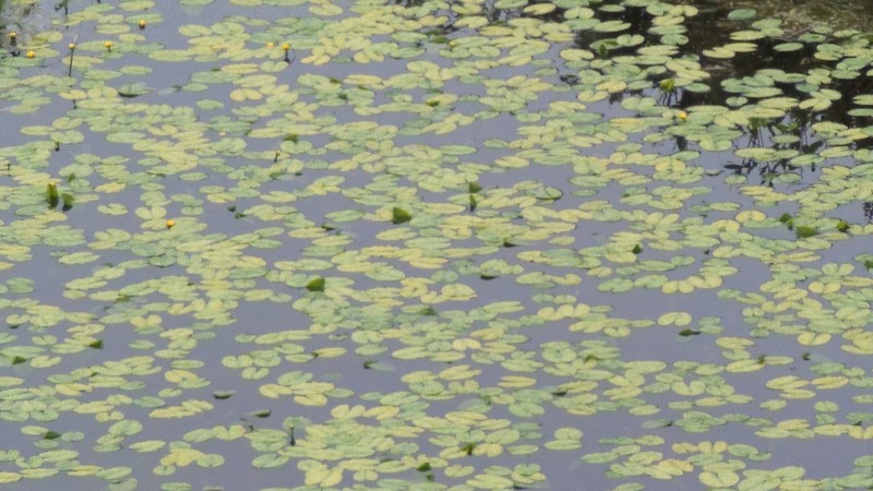 Nuphar pumila subsp. pumila