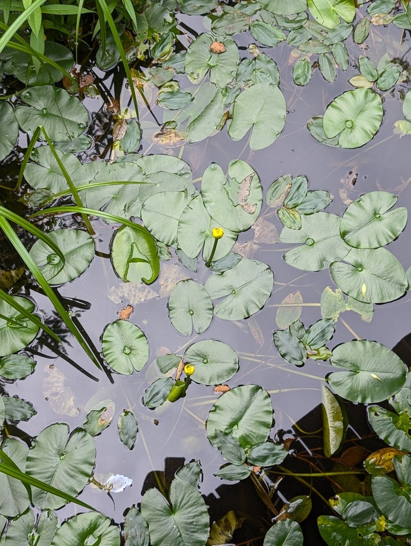 Nuphar pumila subsp. pumila photo 2