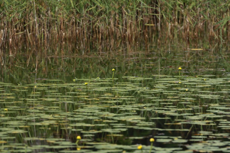 Nuphar pumila subsp. pumila photo 3