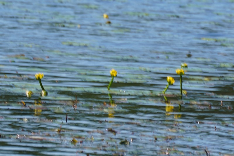 Nuphar pumila subsp. pumila photo 4
