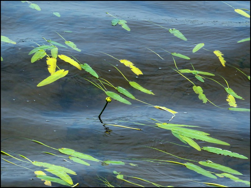 Nuphar sagittifolia