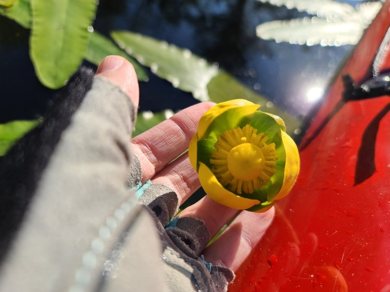 Nuphar sagittifolia photo 2