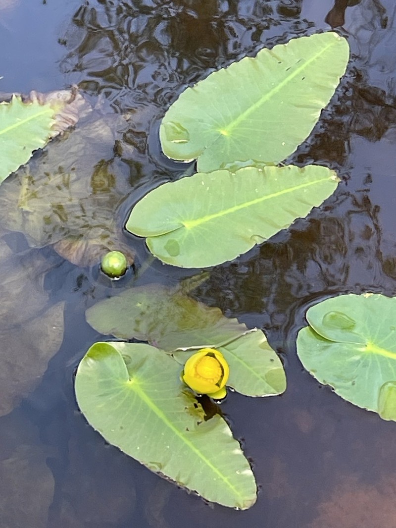 Nuphar sagittifolia photo 3
