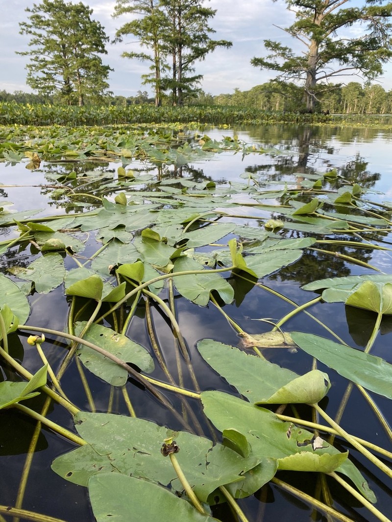 Nuphar sagittifolia photo 4