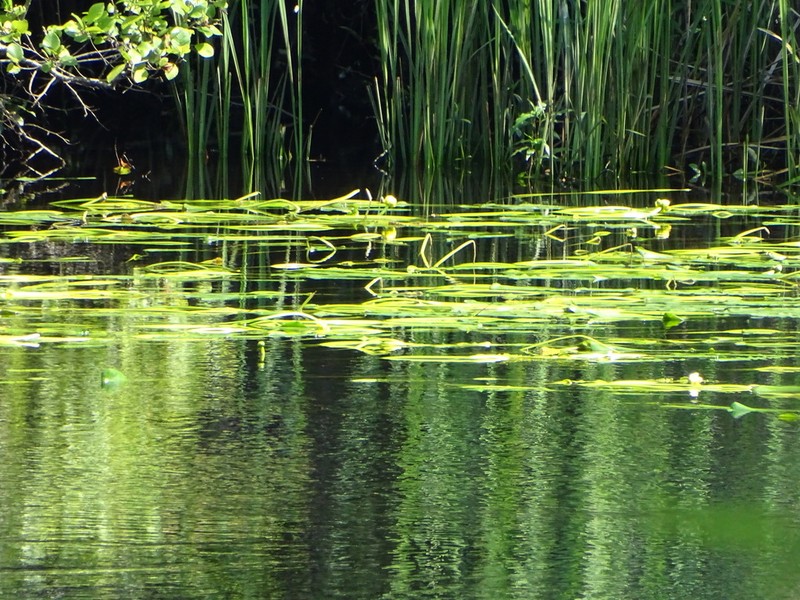 Nuphar sagittifolia photo 5