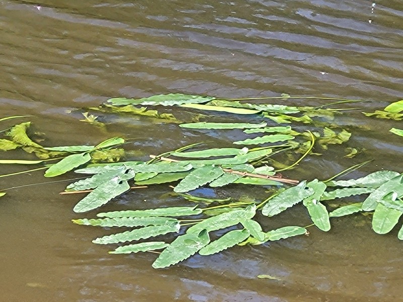 Nuphar sagittifolia photo 6