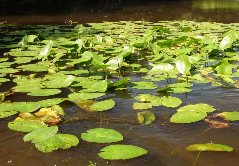 Nuphar saikokuensis