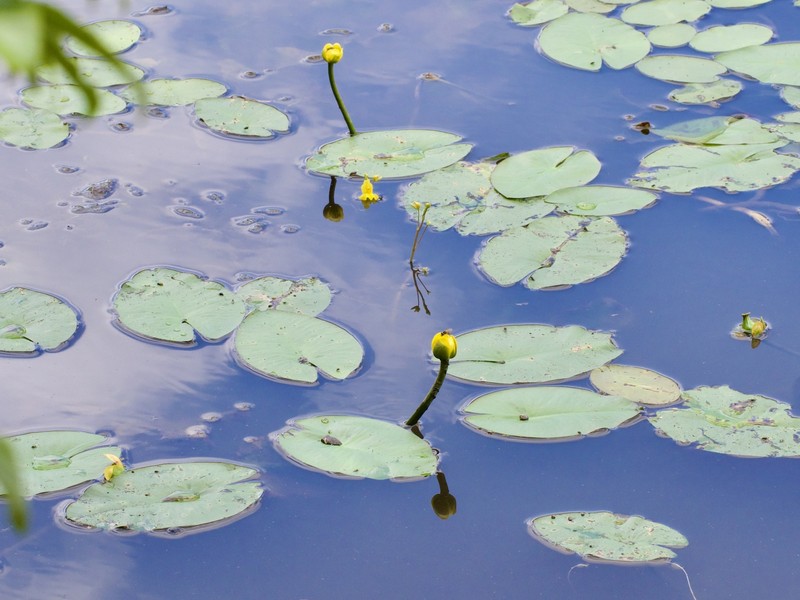 Nuphar saikokuensis photo 3