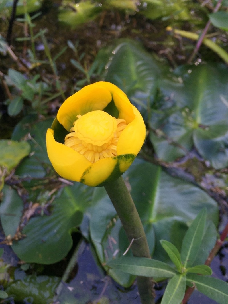 Nuphar ulvacea