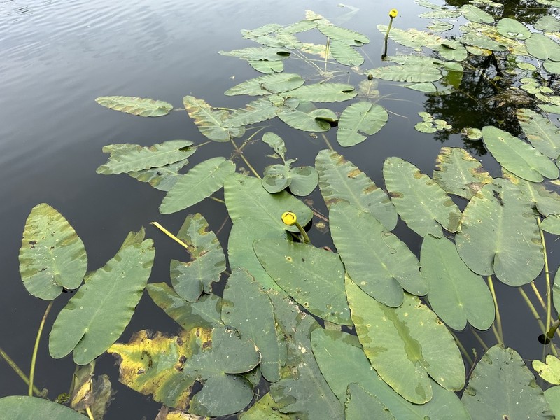 Nuphar ulvacea photo 2