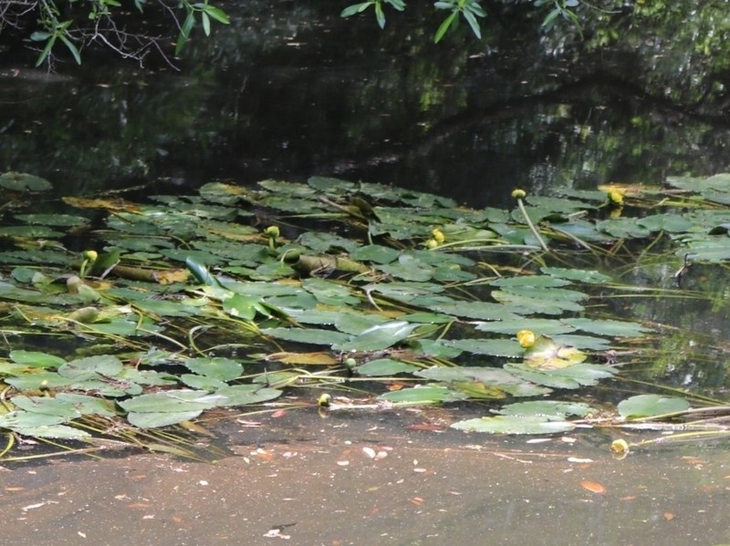 Nuphar ulvacea photo 3