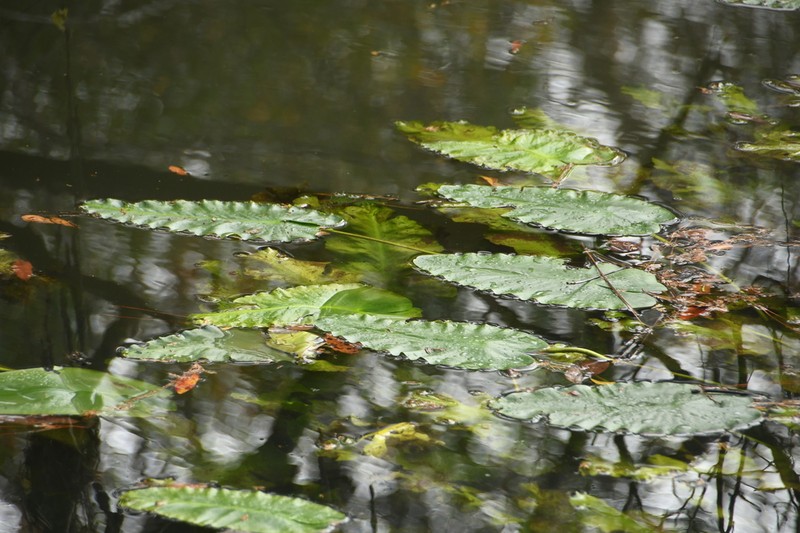 Nuphar ulvacea photo 4