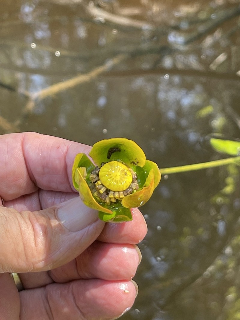 Nuphar ulvacea photo 5