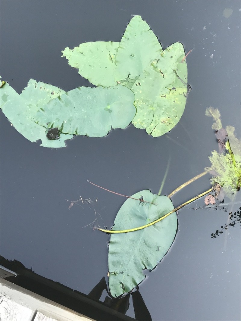 Nuphar ulvacea photo 6