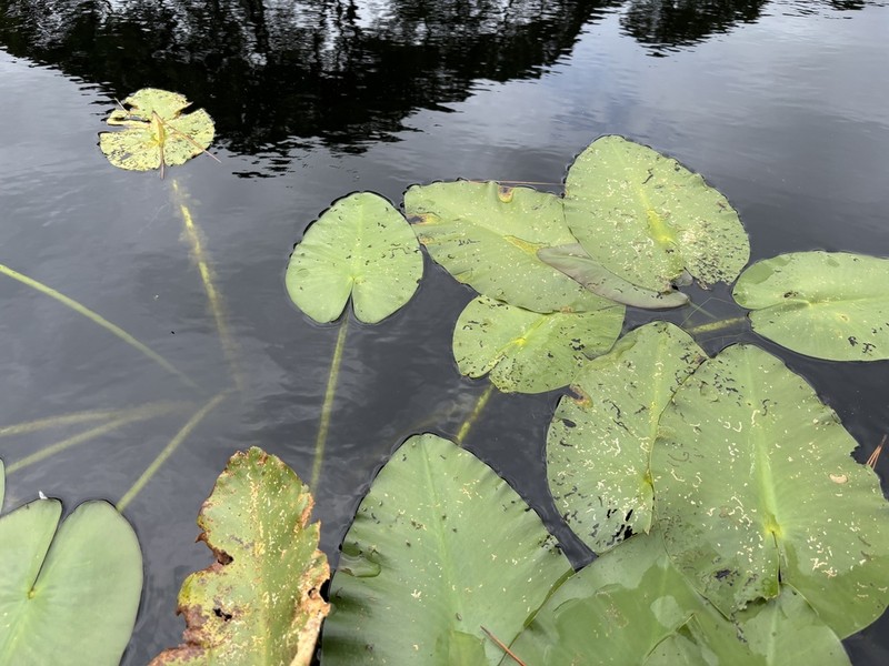 Nuphar ulvacea photo 7