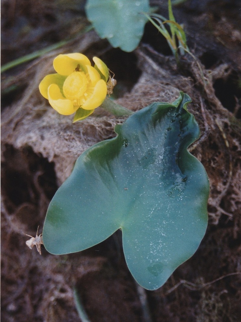 Nuphar ulvacea photo 8