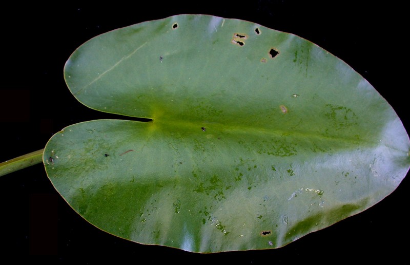 Nuphar variegata photo 2