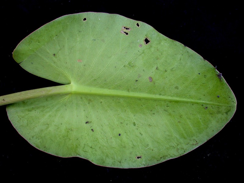 Nuphar variegata photo 3