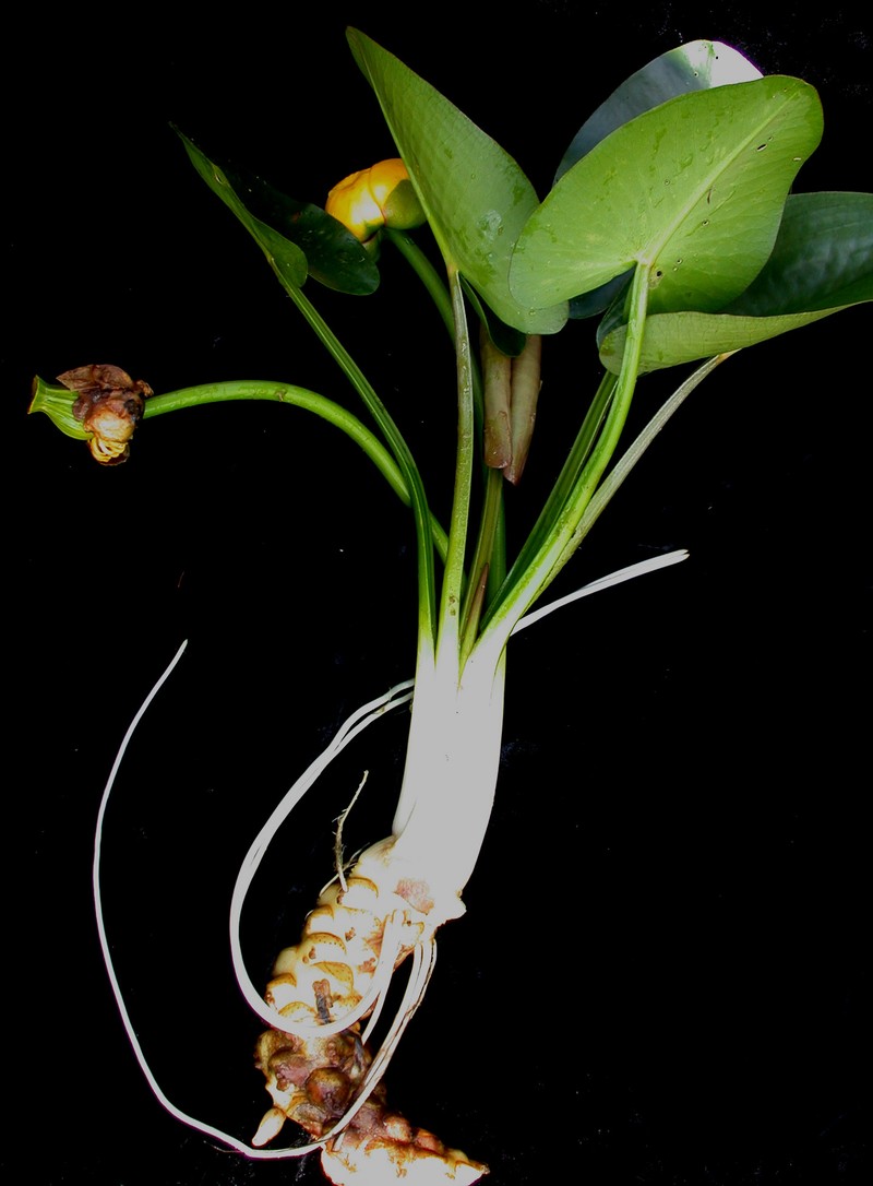 Nuphar variegata photo 4