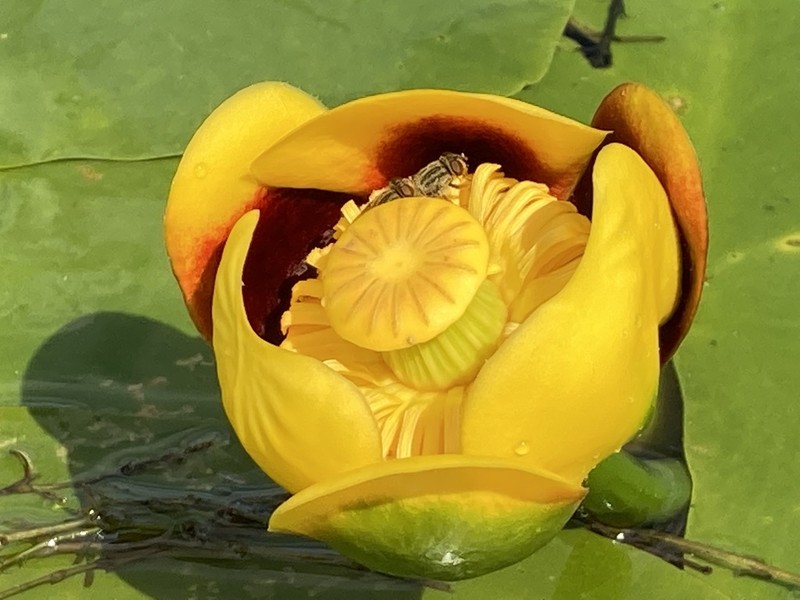 Nuphar variegata photo 5