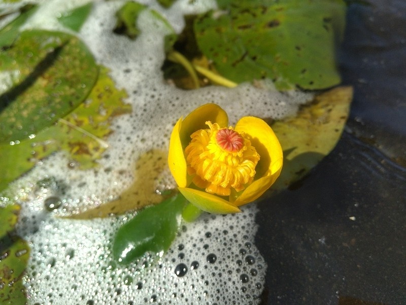 Nuphar variegata photo 6