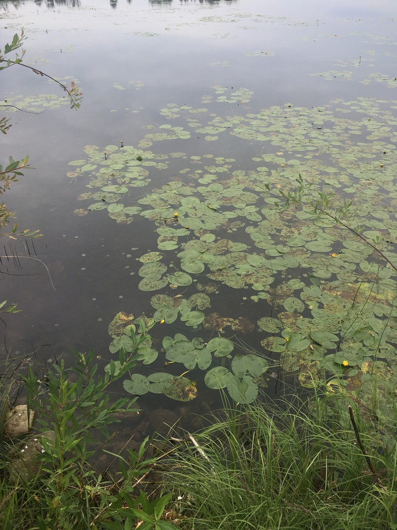 Nuphar variegata photo 7