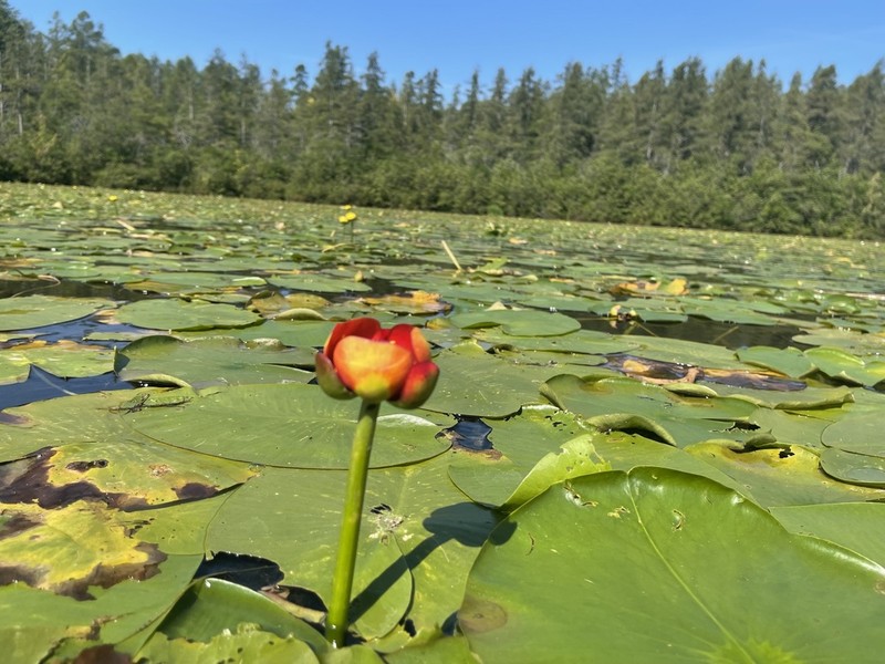 Nuphar variegata photo 8