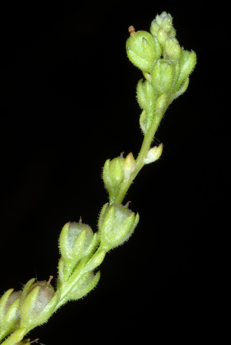 Canada Toadflax photo 2