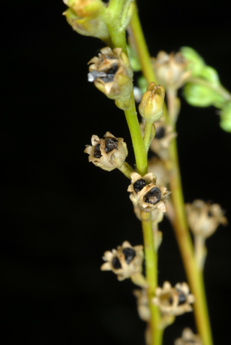 Canada Toadflax photo 3