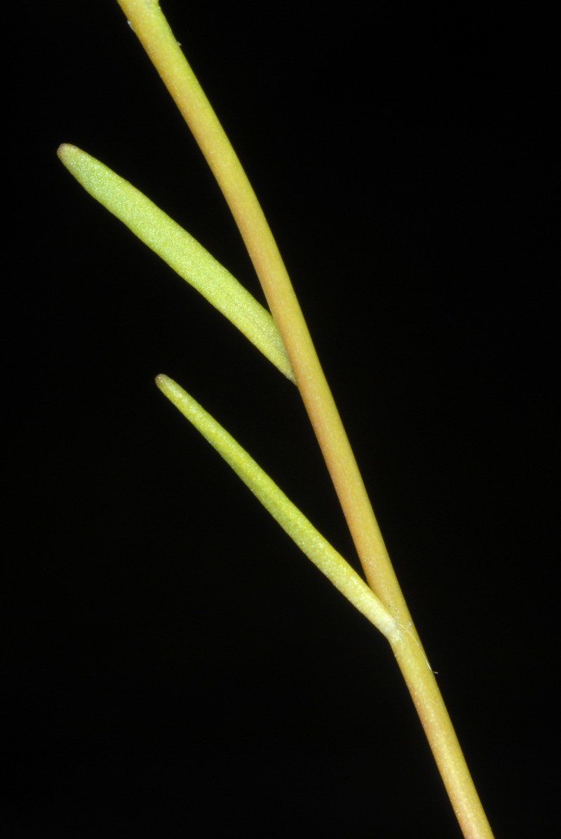 Canada Toadflax photo 4